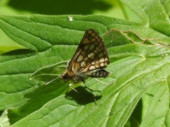 Carterocephalus skada