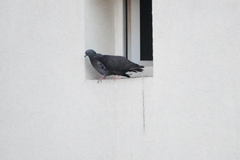 Columba livia domestica