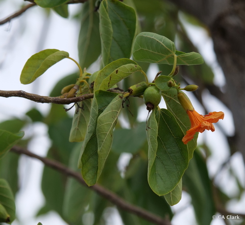 Cordia subcordata observed 2019-10-19