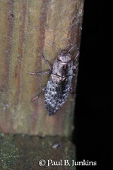 Chrysochroinae