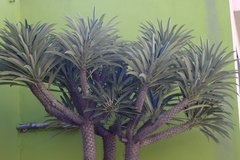 Pachypodium lamerei