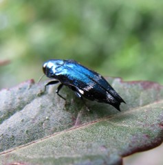 Agrilus acutus