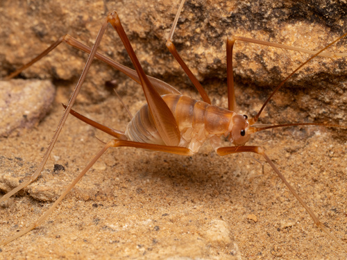 Mammoth Cave Cricket photo 2