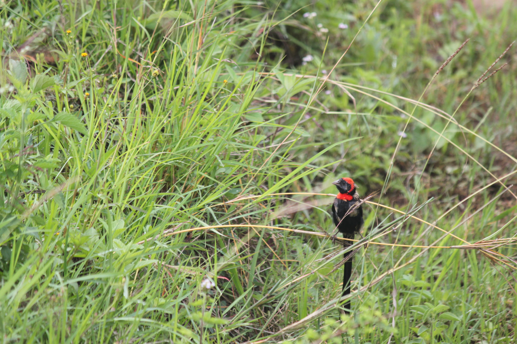 Red-cowled Widowbird illustration