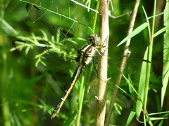 Libellula vibrans