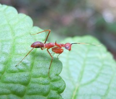 Hapalopezella maculata