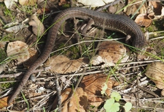 Elgaria coerulea coerulea