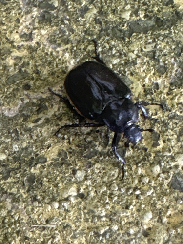 Hermit Flower Beetle photo 5