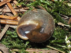 Vespericola armigera