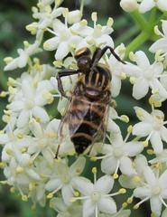 Synema globosum
