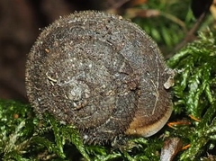 Vespericola armigera