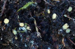 Podophacidium xanthomelum