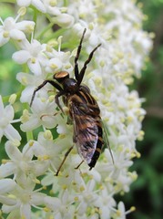 Synema globosum