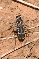 Cicindela schauppii