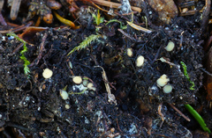 Podophacidium xanthomelum