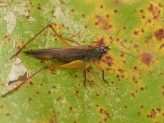 Orchelimum pulchellum