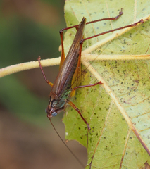 Orchelimum pulchellum
