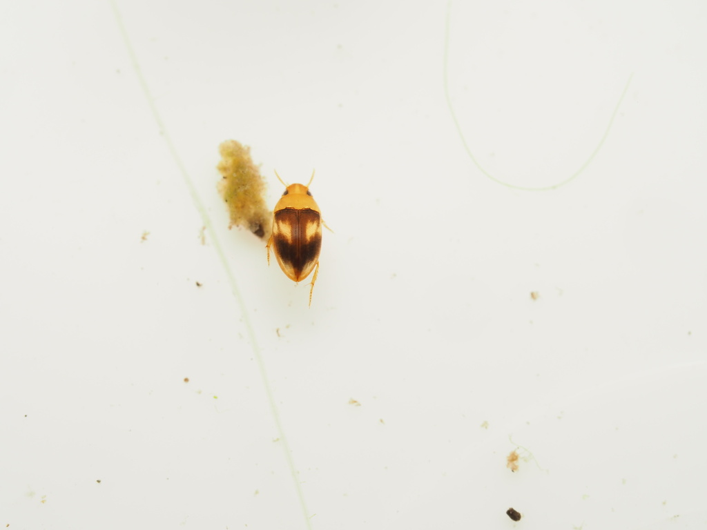 Neohydrocoptus subvittulus