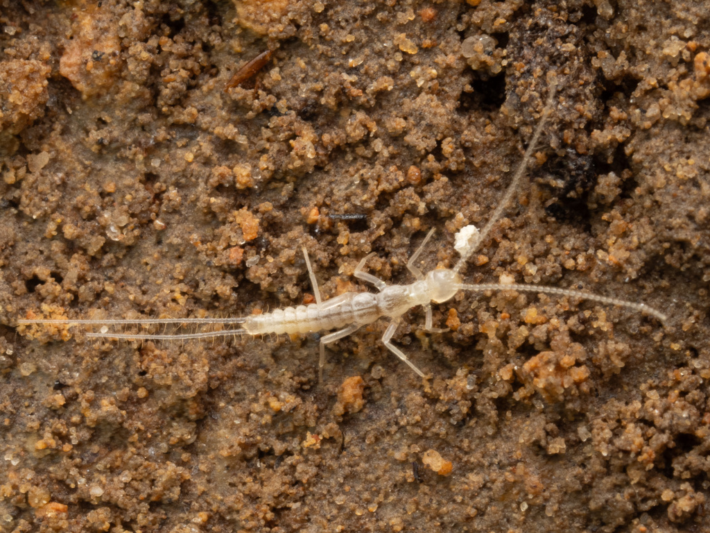 Cooke's Cave Dipluran