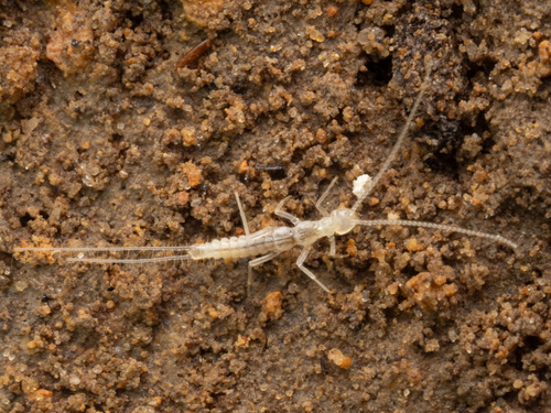 Cooke's Cave Dipluran