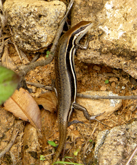 Trachylepis gravenhorstii