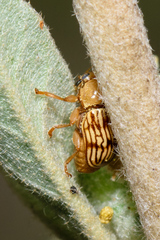 Cryptocephalus fulguratus