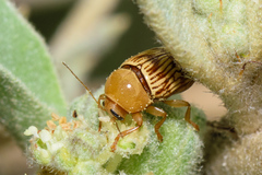 Cryptocephalus fulguratus