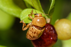 Cryptocephalus fulguratus