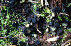 Podophacidium xanthomelum