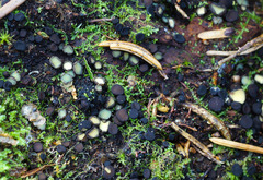 Podophacidium xanthomelum