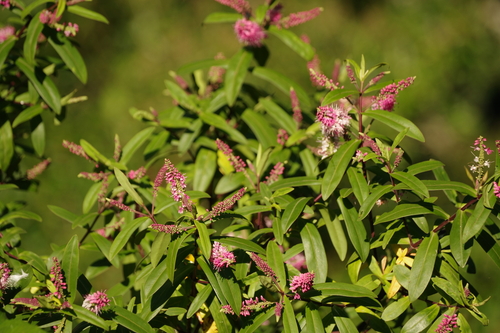 Veronica andersonii observed 2025-08-10