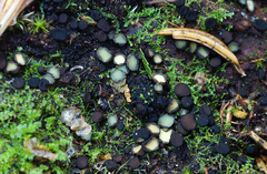 Podophacidium xanthomelum