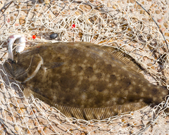 Paralichthys lethostigma