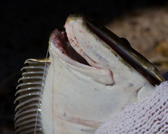 Paralichthys lethostigma