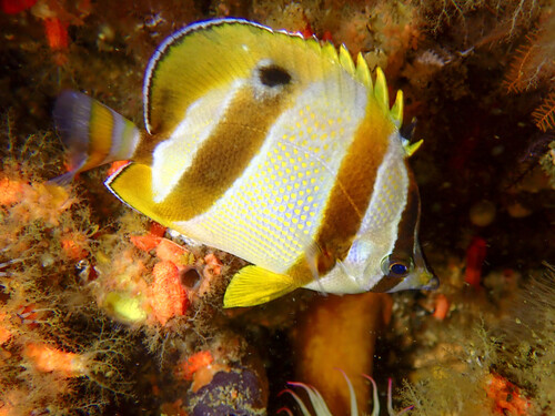 Doubledash butterflyfish (Chaetodon marleyi) — Chaetodontidae — 2