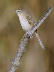 Prinia fluviatilis