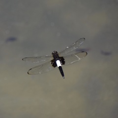 Pseudothemis zonata