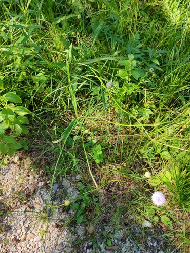 Succisella inflexa, photograph 6