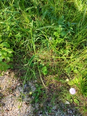 Succisella inflexa, photograph (c) Ljaž, some rights reserved (CC BY)