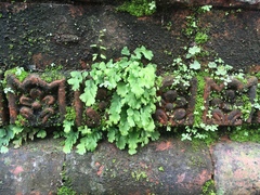 Adiantum