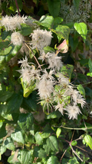 Clematis vitalba