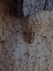 Belonochilus numenius