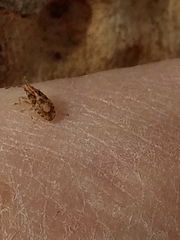 Belonochilus numenius