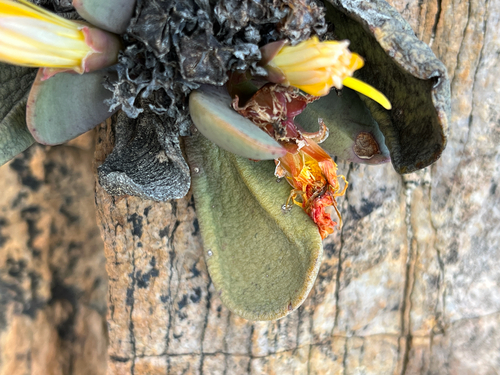 Mesembryanthemum tugwelliae L. Bolus 2