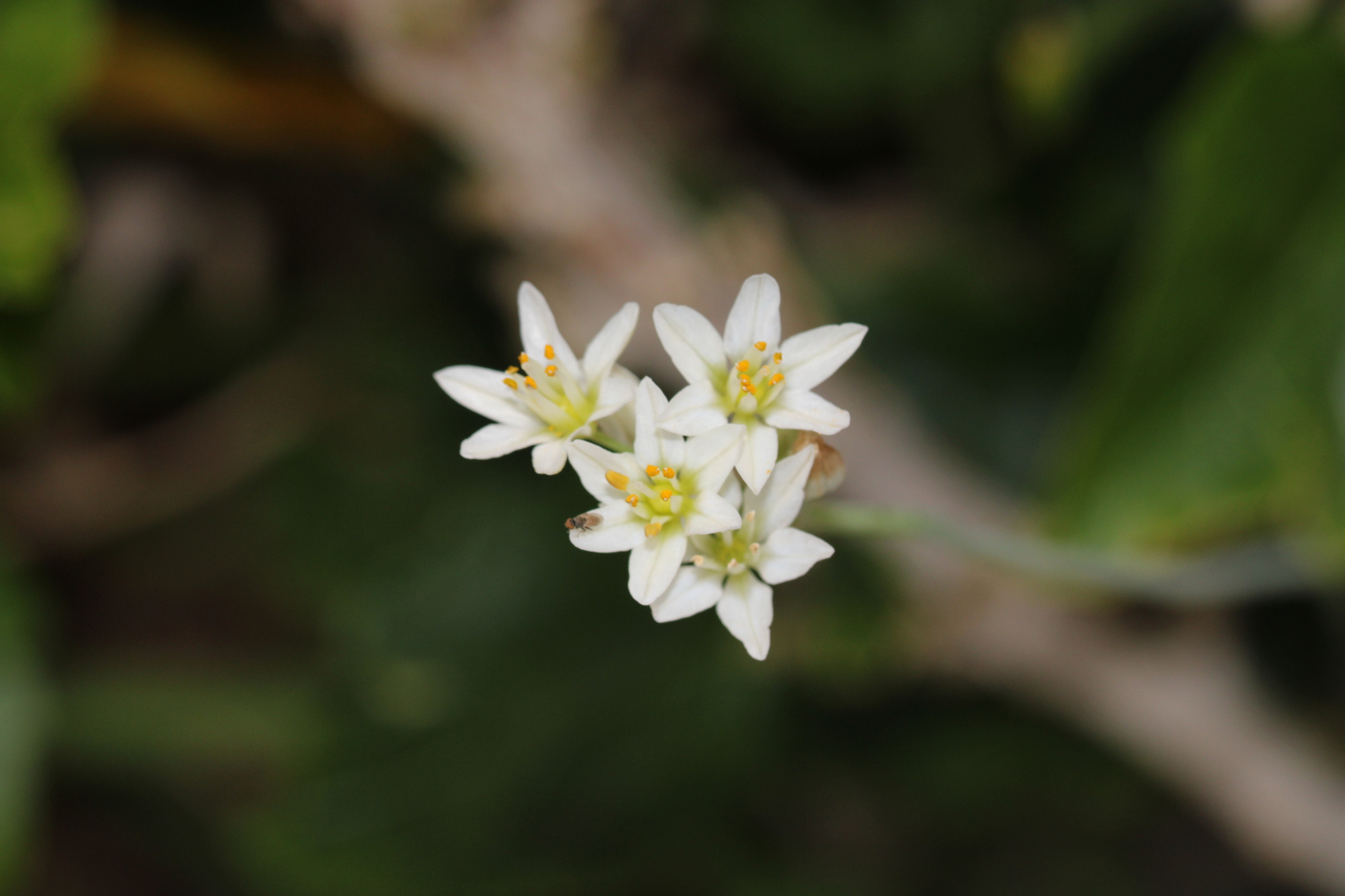 Cebolla de monte