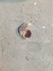 Melarhaphe neritoides