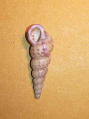 Epitonium turtonis