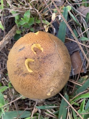 Boletaceae