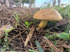 Boletaceae
