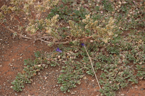 Carpetflower (Aptosimum procumbens)
